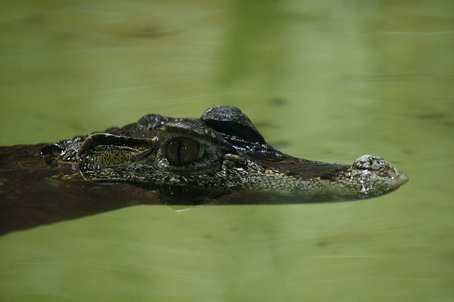 Fotografie místa Krokodýlí zoo